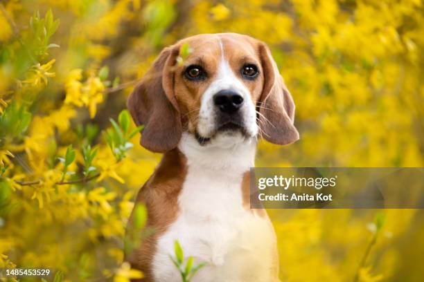 spring portrait of a beagle dog - beagle stockfoto's en -beelden