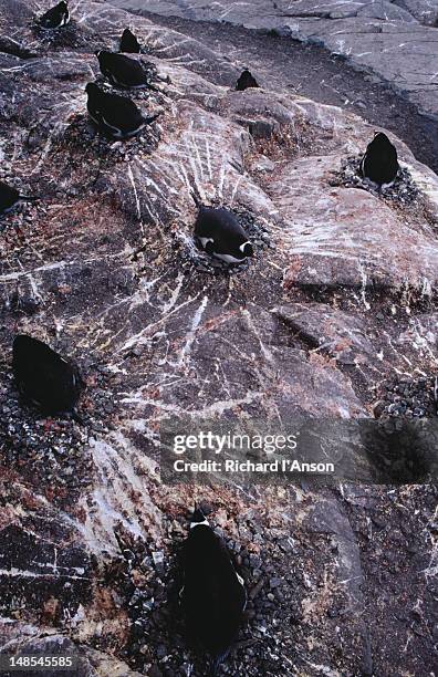 gentoo penguin rookery outside british antarctic survey base a, port lockroy. - rookery building stock pictures, royalty-free photos & images