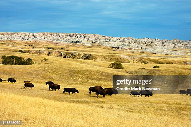 bison. - badlands national park stock pictures, royalty-free photos & images