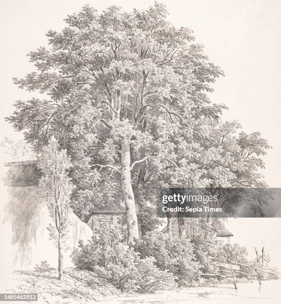 The houses are hidden behind the trees, Waterkant met bomen en huizen Boomstudiën , print maker: Adrianus van der Koogh, , printer: Steuerwald & Co.,...