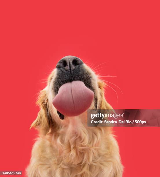 funny portrait hungry labrador retriever puppy dog licking its lips with tongue isolated on red solid background,girona,spain - animals with big lips stock pictures, royalty-free photos & images