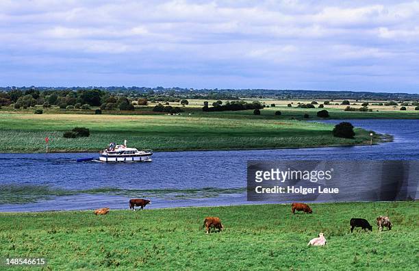 cattle and houseboat on river shannon. - shannon stock pictures, royalty-free photos & images