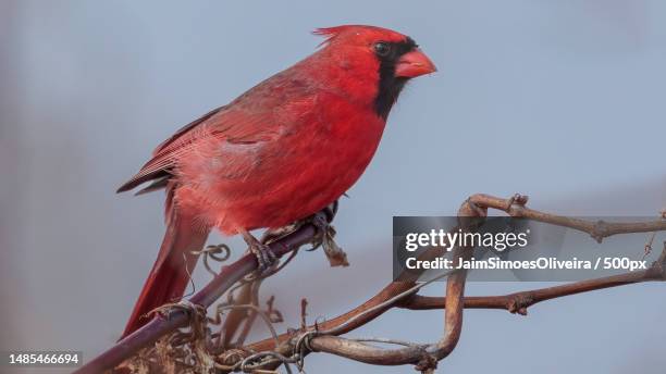 close-up of cardinal perching on branch,blacksburg,virginia,united states,usa - blacksburg stock pictures, royalty-free photos & images