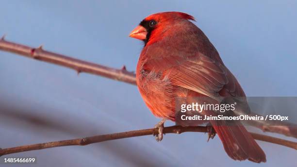 low angle view of cardinal perching on branch against sky,blacksburg,virginia,united states,usa - blacksburg stock pictures, royalty-free photos & images