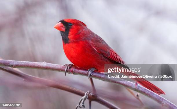 close-up of cardinal perching on branch,blacksburg,virginia,united states,usa - blacksburg stock pictures, royalty-free photos & images