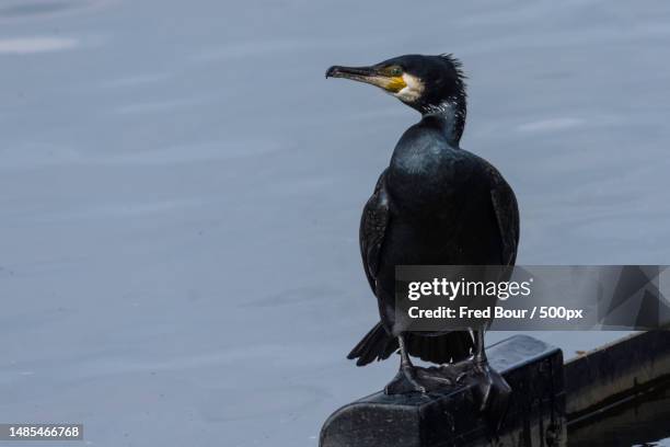 high angle view of cormorant perching on post,belgium - cormorant stock pictures, royalty-free photos & images