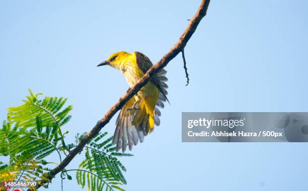 low angle view of weavermasked weaver bird perching on tree against clear sky - weaver bird stock pictures, royalty-free photos & images