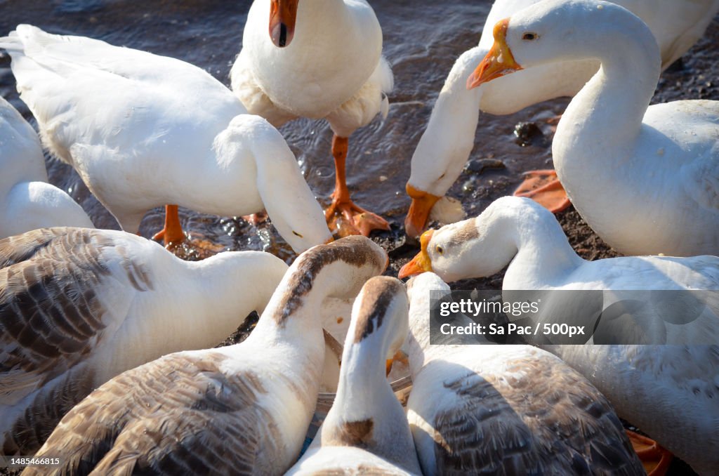 High angle view of swans swimming in lake,Lonavala,Maharashtra,India