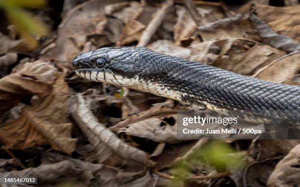close-up of viper on field - cobra imagens e fotografias de stock