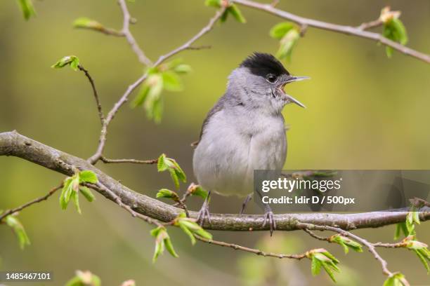 blackcap bird perching and singing on a tree,bruxelles,belgium - toutinegra de barrete preto imagens e fotografias de stock
