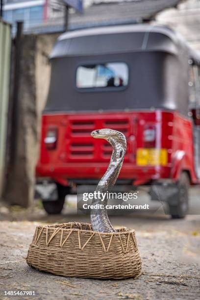 king cobra belonging to a snake charmer in the street - king cobra stockfoto's en -beelden