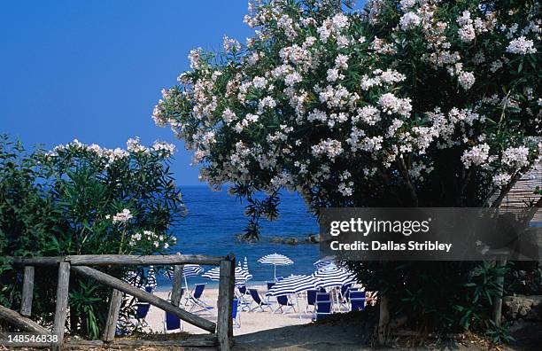 looking through oleander trees to the beach at cala gonone. - oliandro imagens e fotografias de stock