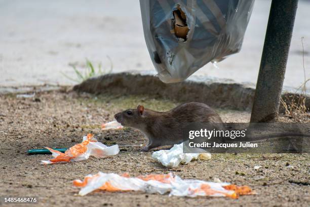 rat near trash bag - rat stock pictures, royalty-free photos & images