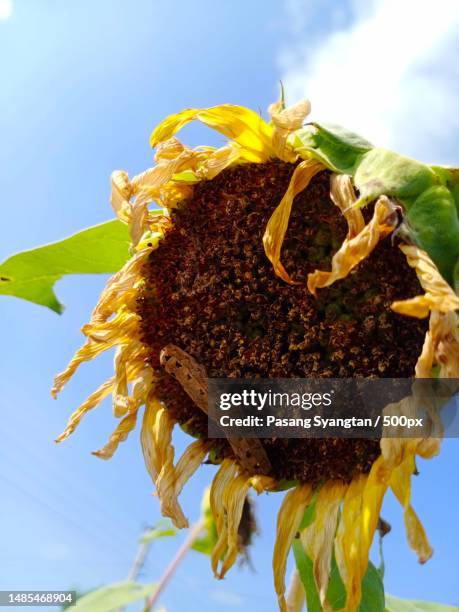 close-up of sunflower against sky,bara,nepal - vada stock pictures, royalty-free photos & images