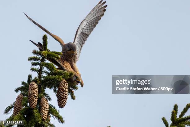 Kestrel Rear View Kestrel View Photos and Premium High Res Pictures - Getty Images