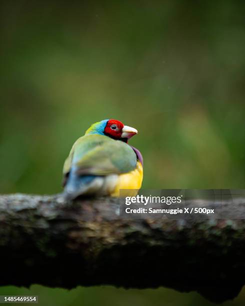 close-up of songfinch perching on branch,auckland,new zealand - north island new zealand fotografías e imágenes de stock