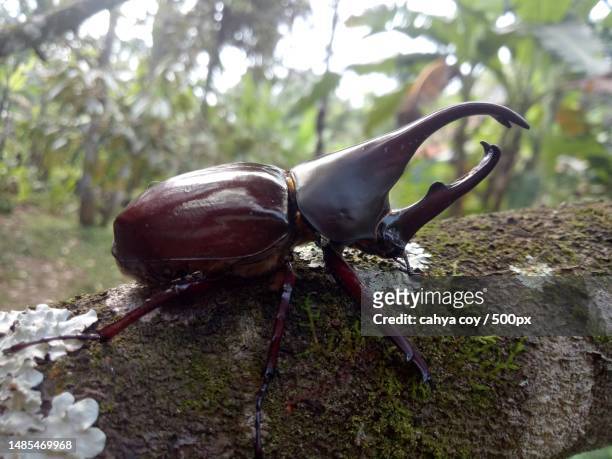close-up of insect on tree trunk - allomyrina dichotoma stock pictures, royalty-free photos & images