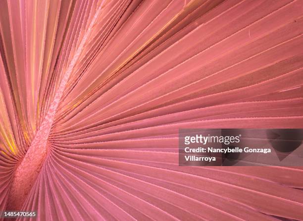 single  multi coloured pleated  palm leaf - slanted stock pictures, royalty-free photos & images