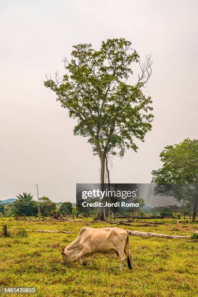 cow with a tree in the colombian amazon - feldweg grüne wiese kühe stock-fotos und bilder