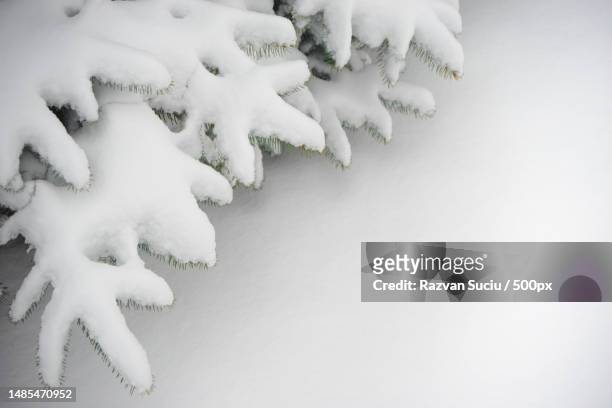 fir-tree branch covered with snow christmas background with fir and real snow,romania - ramos real imagens e fotografias de stock