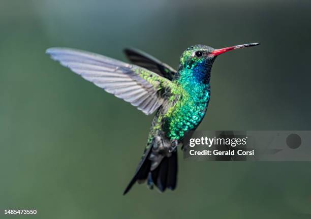 der breitschnabelkolibri (cynanthus latirostris) ist ein kleiner kolibri, der in mexiko und im südwesten der vereinigten staaten lebt. der madera canyon ist eine schlucht im nordwesten der santa rita mountains. - rita wilden stock-fotos und bilder