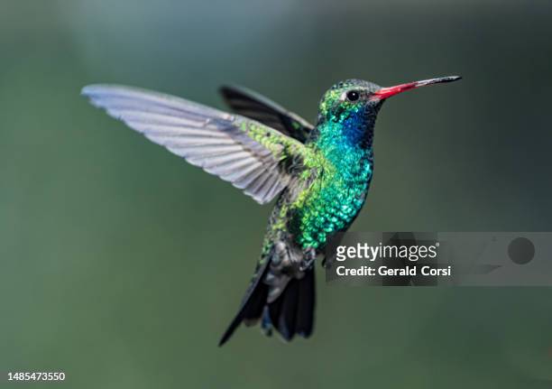 le colibri à bec large (cynanthus latirostris) est une espèce de colibri de petite taille qui réside au mexique et dans le sud-ouest des états-unis. madera canyon est un canyon situé dans la face nord-ouest des montagnes de santa rita. - hummingbird photos et images de collection