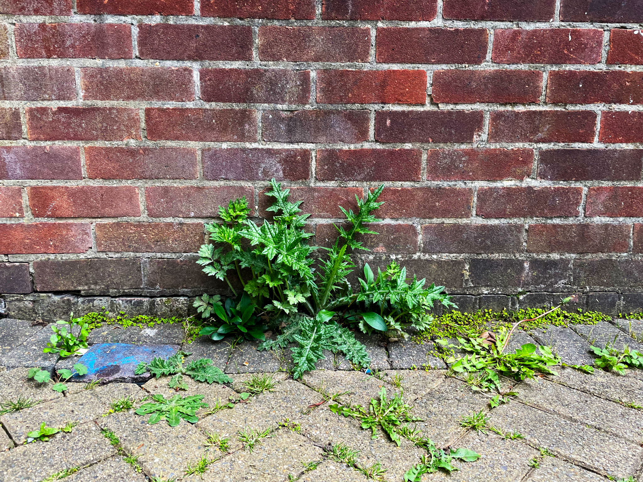 seasonal weeds