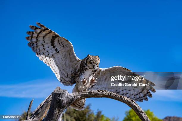 the great horned owl (bubo virginianus), also known as the tiger owl, winged tiger" or "tiger of the air), or the hoot owl, is a large owl native to the americas.  sonoran desert, arizona. - horned owl stock pictures, royalty-free photos & images