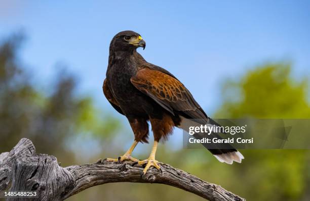 el halcón de harris (parabuteo unicinctus), también conocido como halcón de alas de bahía, halcón oscuro y halcón lobo. ave de presa que se reproduce desde el suroeste de los estados unidos hasta chile, el centro de argentina y brasil.  desierto de s - ave de rapiña fotografías e imágenes de stock