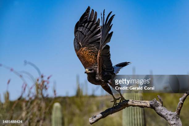 the harris's hawk (parabuteo unicinctus), also known as the bay-winged hawk, dusky hawk, and  wolf hawk. bird of prey that breeds from the southwestern united states south to chile, central argentina, and brazil.  sonoran desert, arizona. - arizona bird stock pictures, royalty-free photos & images