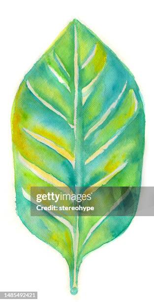 simpleaf - exploring jungle stock illustrations