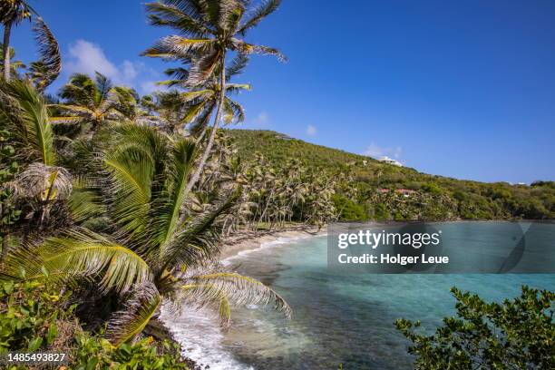 palm trees, beach and coastline along belmont road - bequia stock-fotos und bilder