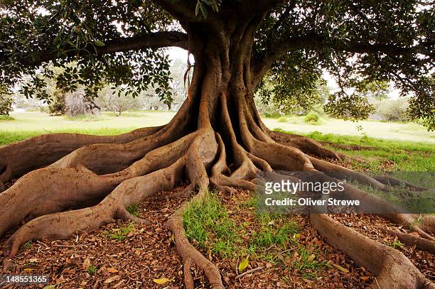 fig tree in queens park. - tree area stock-fotos und bilder