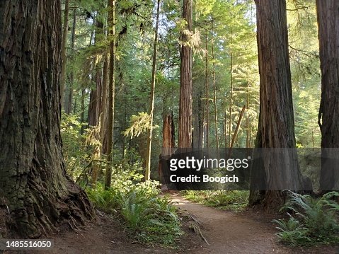Footpath Through California Redwood Forest in Summer