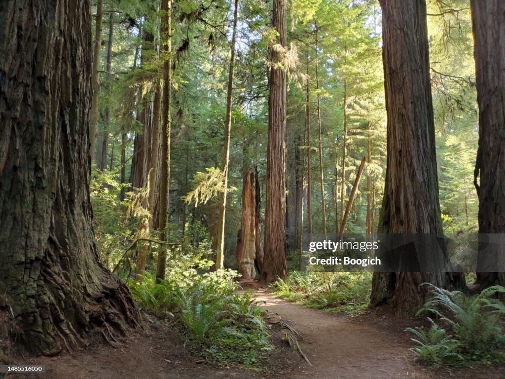 Footpath Through California Redwood Forest in Summer