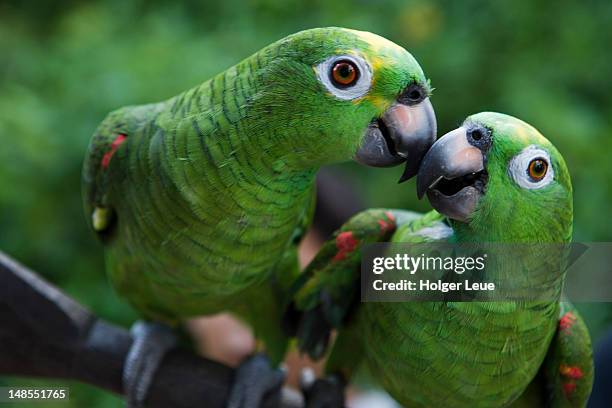 green parrots in amazon rainforest village. - animale selvatico fotografías e imágenes de stock