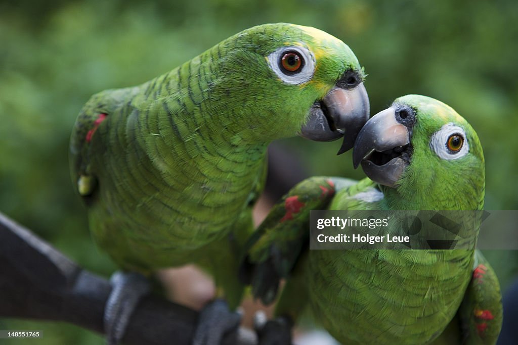 Green parrots in Amazon rainforest village.