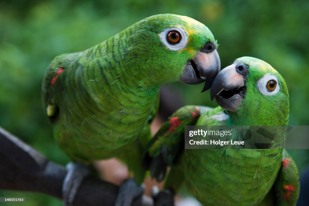 Green parrots in Amazon rainforest village.
