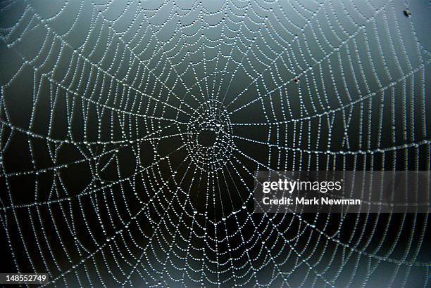 orb spider web. - spinnenweb stockfoto's en -beelden