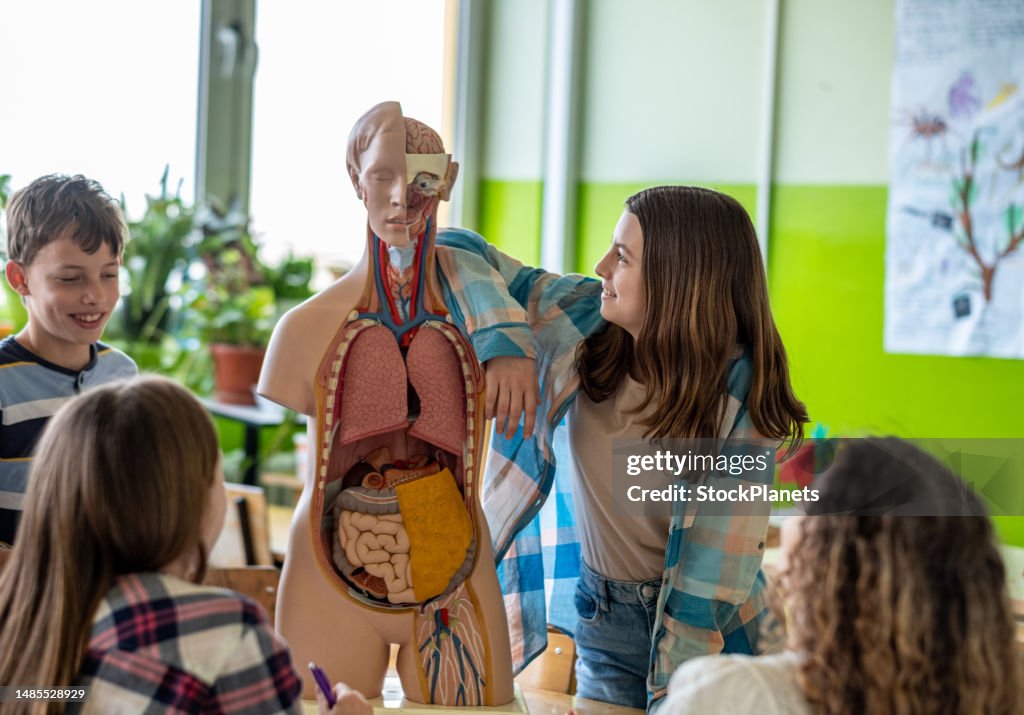 Teenagers Study Human Anatomy At School High Biology Diagrams