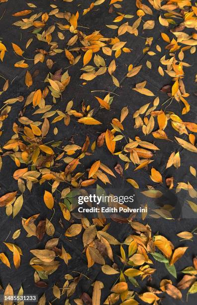 autumn leaves - edith falls stock pictures, royalty-free photos & images