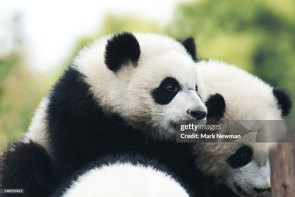 Baby Giant Pandas (Ailuropoda melanoleuca) at Panda Breeding and Research Centre.