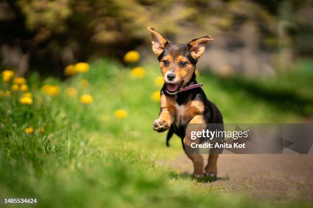 excited puppy runs for a toy - barking dog stock pictures, royalty-free photos & images