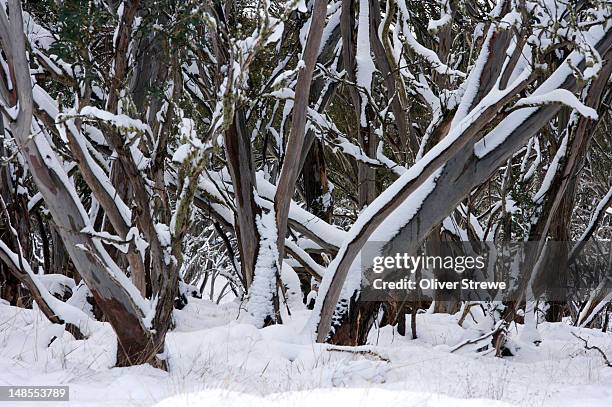 detail of eucalyptus trees covered in snow. - snow victoria australia stock pictures, royalty-free photos & images