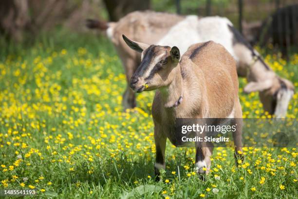 ziegen auf einer farm - goat wearing collar stock-fotos und bilder