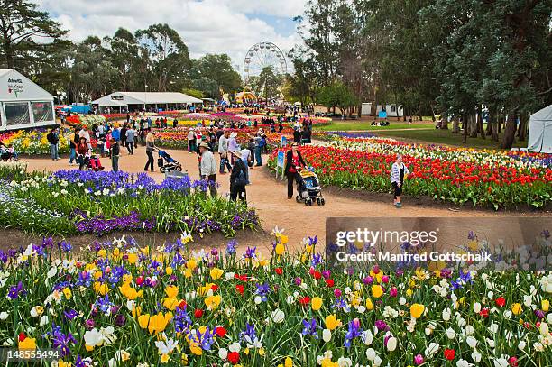 Canberra Spring Floriade (Canberra) Photos and Premium High Res Pictures - Getty Images