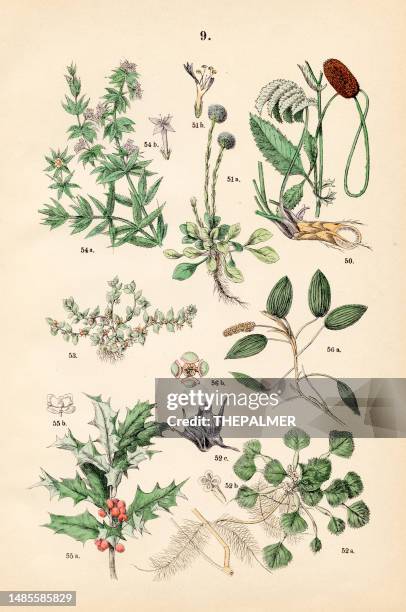 großes gänseblümchen, gänseblümchen, wasser-caltrop, buchspreu, blauer krapp, englische stechpalme, teichkraut - botanische illustration 1883 - trapa stock-grafiken, -clipart, -cartoons und -symbole