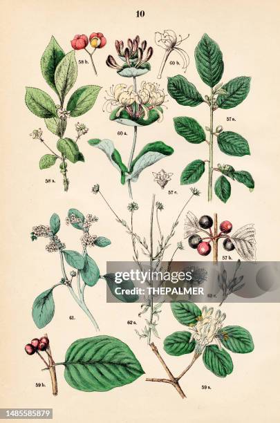 alder buckthorn, spindle, fly honeysuckle, italian woodbine, european heliotrope - botanical illustration 1883 - buckthorn stock illustrations