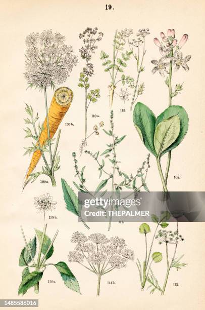 bog bean, wild carrot, cilantro, mountain spinach, scarlet pimpernel, anise, ground elder - botanical illustration 1883 - botany stock illustrations