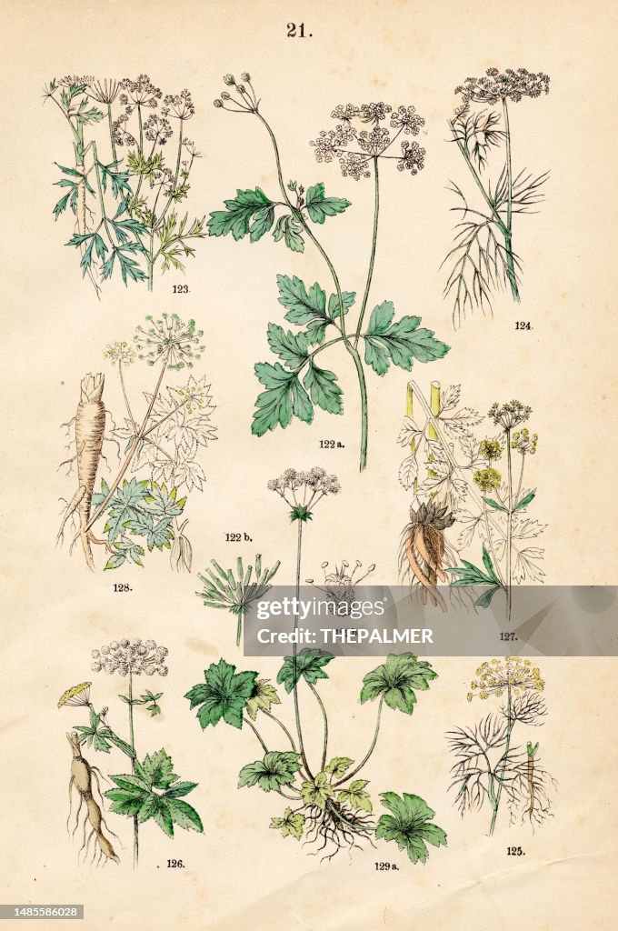 Chervil, parsley, fennel, dill, masterwort, lovage, garden angelica, wood sanicle - Botanical illustration 1883